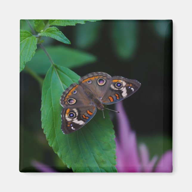 Gepunkteter Schmetterling Magnet (Vorne)