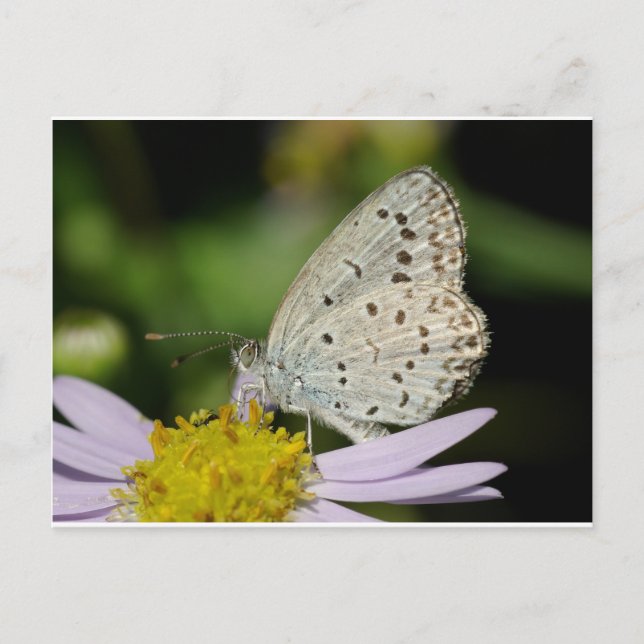 Gepunkteter Schmetterling Postkarte (Vorderseite)