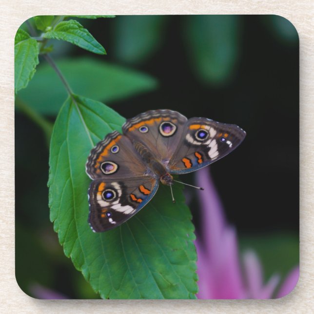 Gepunkteter Schmetterling Untersetzer (Vorderseite)