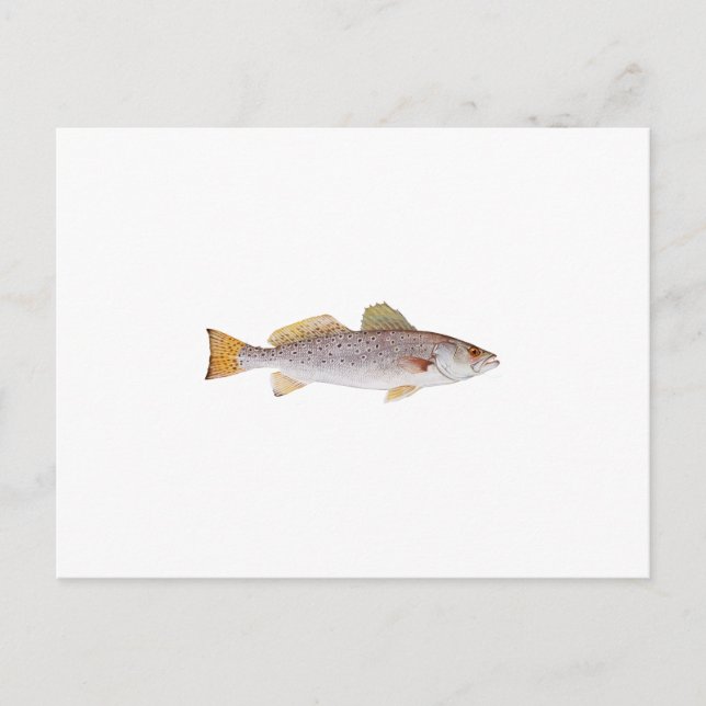 Gepunkteter Seatrout Postkarte (Vorderseite)