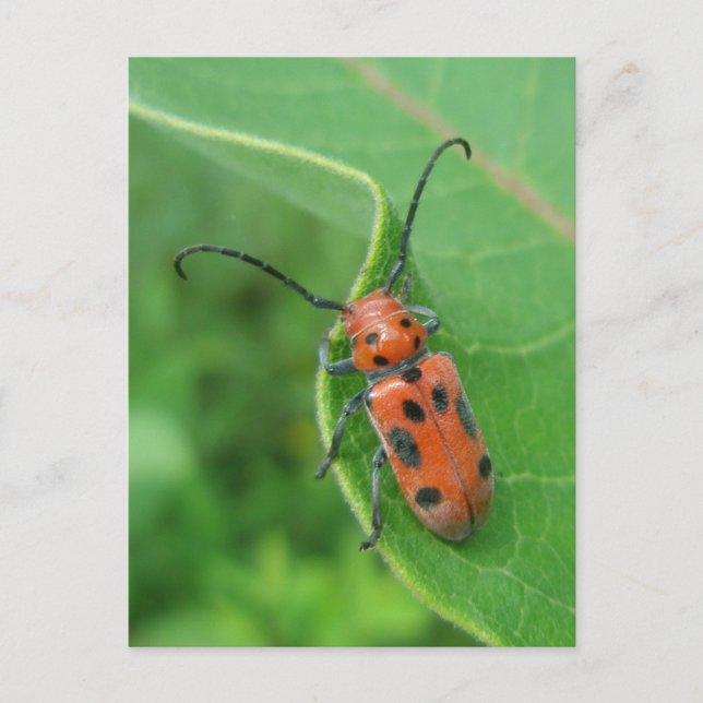 Gepunkteter Spargelkäfer auf der Milkweed Postkart Postkarte (Vorderseite)