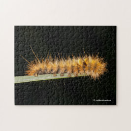 Gepunkteter Tiger-Moth / Woollybär-Raupe