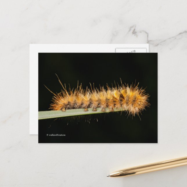 Gepunkteter Tiger-Moth / Woollybär-Raupe Postkarte (Vorderseite/Rückseite Beispiel)