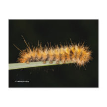 Gepunkteter Tiger-Moth / Woollybär-Raupe