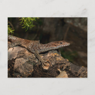 Gepunkteter Tree-Monitor Postkarte
