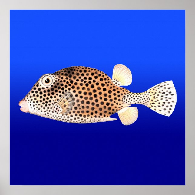 Gepunkteter Trunkfish im blauen Hintergrund Poster (Vorne)