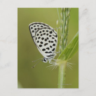 Gepunkteter weißer Schmetterling, der auf Grasstäm Postkarte