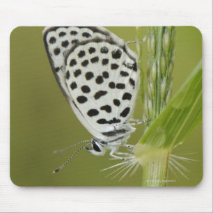 Gepunkteter weißer Schmetterling, der auf Mousepad