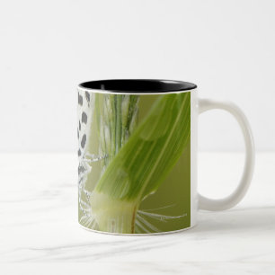 Gepunkteter weißer Schmetterling, der auf Zweifarbige Tasse