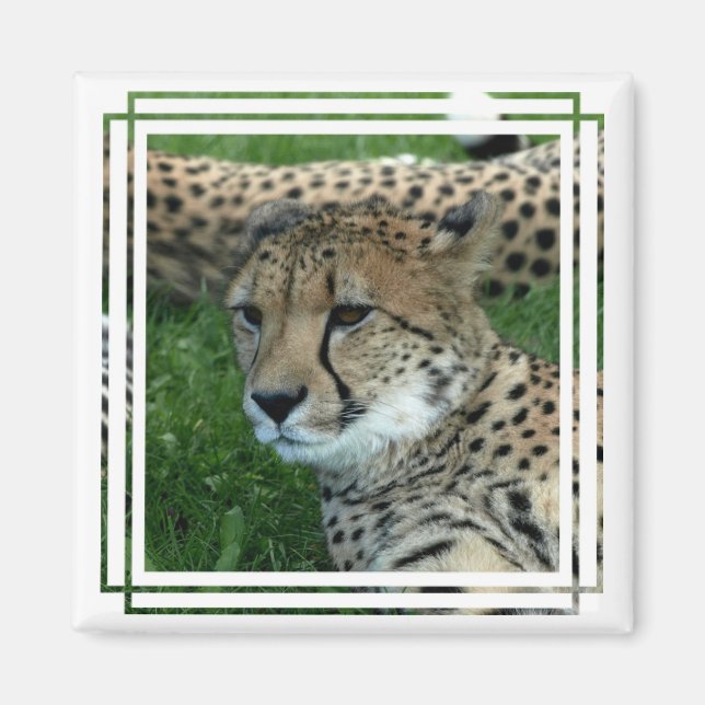 Gepunktetes Cheetah Square Magnet (Vorne)