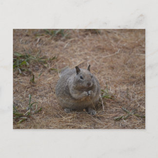 Gepunktetes Eichhörnchen aus Kalifornien Postkarte