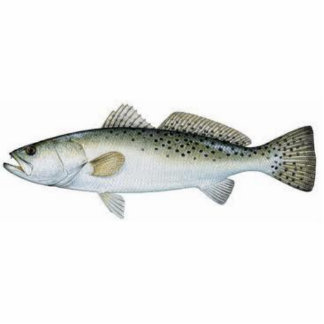Gepunktetes (gesprenkeltes) Seatrout Fotoskulptur Magnet
