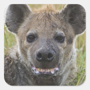 Gepunktetes Hyänenporträt, Crocuta croduta, Masai Quadratischer Aufkleber