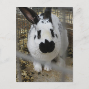 Gepunktetes Kaninchen Postkarte