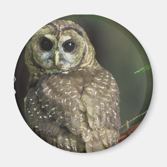Gepunktetes Owl Magnet (Vorne)