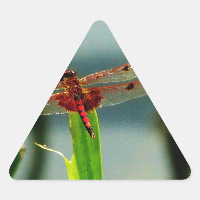 Gepunktetes Rotes und Schwarzes Dragonfly Dreieckiger Aufkleber (Vorderseite)