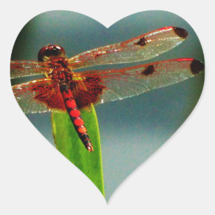 Gepunktetes Rotes und Schwarzes Dragonfly Herz-Aufkleber