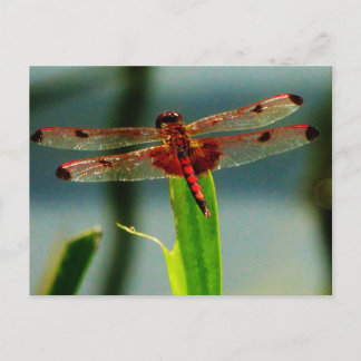 Gepunktetes Rotes und Schwarzes Dragonfly Postkarte