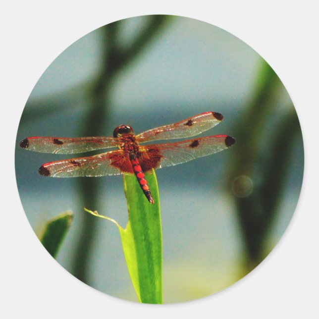 Gepunktetes Rotes und Schwarzes Dragonfly Runder Aufkleber (Vorderseite)