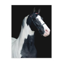 Gepunktetes Sattelpferd