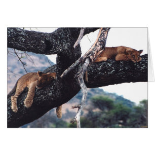 "Gerade heraus hängend "