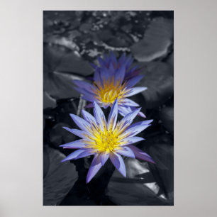 Gerahmte Printwerbung von Wasserlilien Poster