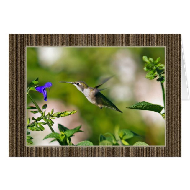 Gerahmter Hummingvogel (Vorderseite (Horizontal))