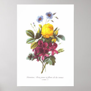 Geranien, Rose und Flachs Poster