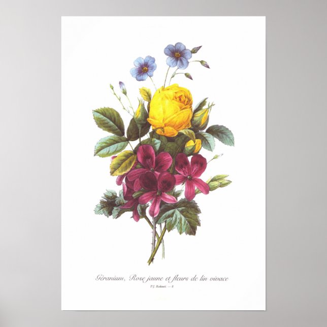 Geranien, Rose und Flachs Poster (Vorne)