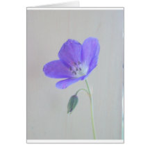 Géranium bleu