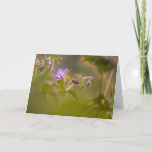 Geranium Blossom Blume Nature Foto Karte