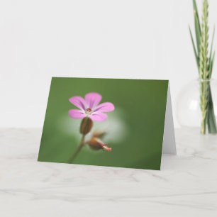 Geranium Blossom Natur Foto Karte