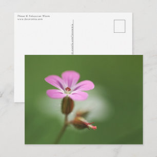 Geranium Blossom Natur Foto Postkarte