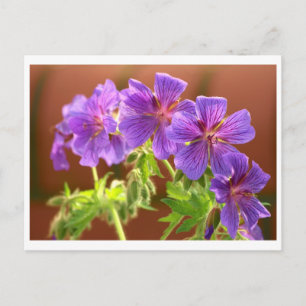Geranium Blume Postcard Postkarte