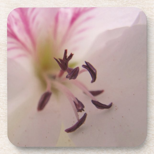 Geranium Blume Untersetzer (Vorderseite)