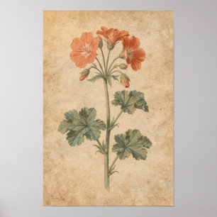 Geranium Botanischer Druck Poster