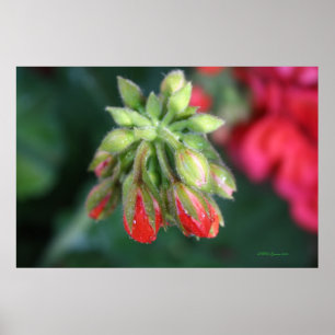 Geranium Buds Poster