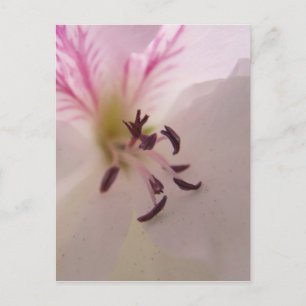 Geranium Center Postcard Postkarte