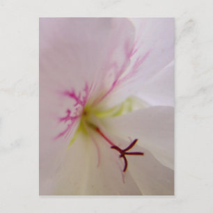Geranium Detail Postkarte
