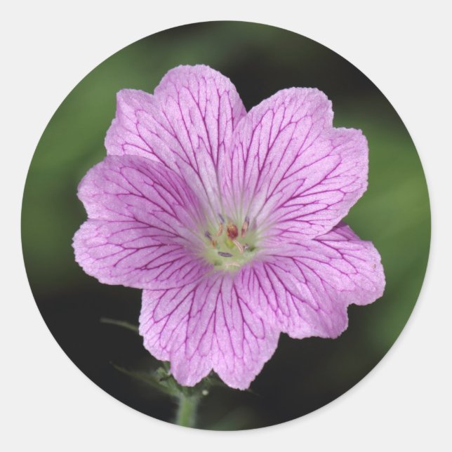 Geranium Endressii Runder Aufkleber (Vorderseite)