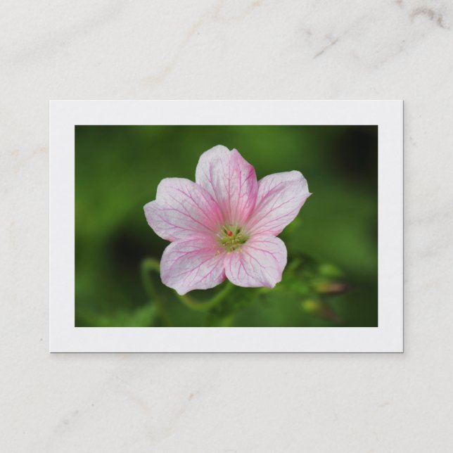 Geranium (grenzt) visitenkarte (Vorderseite)