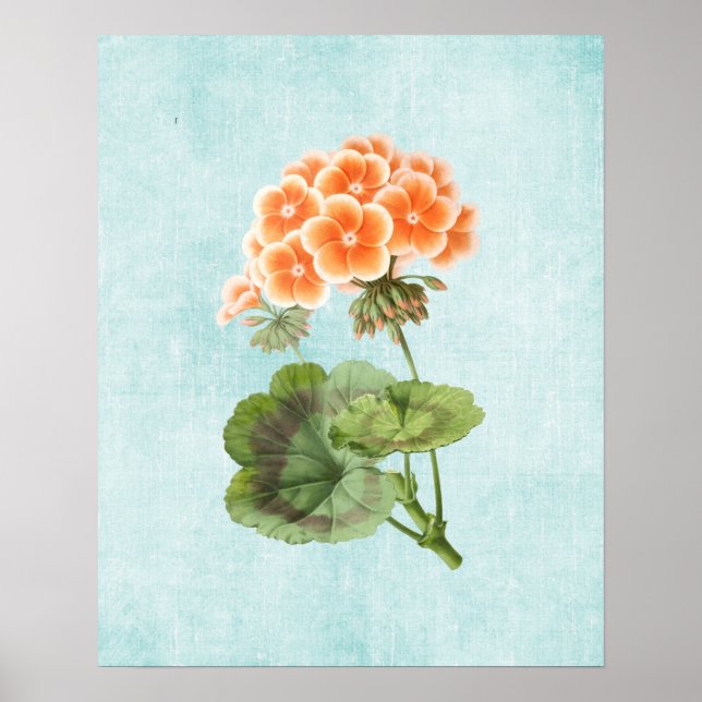 Geranium Illustration über das Alter von Denim Poster (Vorne)