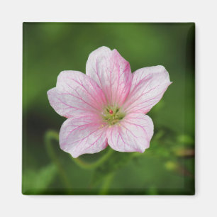 Geranium Magnet