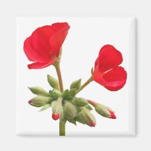 Geranium Magnet