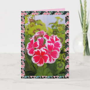 Geranium Pelargonium Flower Garden Carte florale
