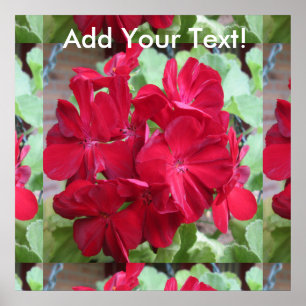 Geranium Pflanze Red Floral Poster