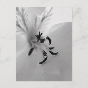 Geranium Postcard B&W Postkarte