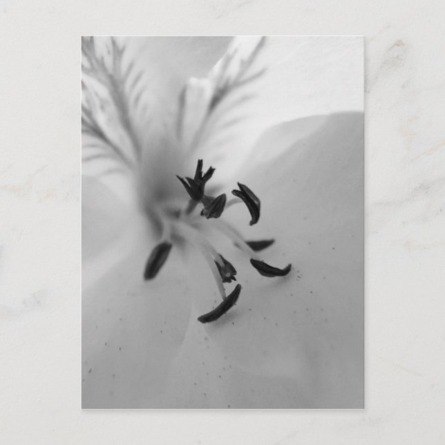 Geranium Postcard B&W Postkarte (Vorderseite)