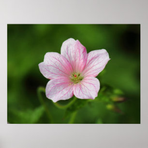 Geranium Poster