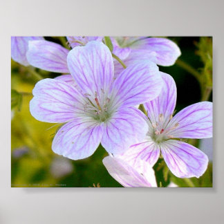 Geranium Poster
